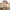 Renoma Streetwear Casual Harrington jacket Pria tan photo 4