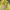 Casual Windbreaker Pria yellow photo 5