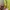 Casual Windbreaker Pria yellow photo 8