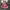 Vans Authentic 44 DX Anaheim Factory Racing Red photo 2