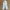 Dickies Casual Formal Pants Pria White
