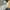 Dickies Casual Formal pants Pria white photo 8