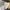 Dickies Casual Formal pants Pria white photo 7