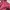 Hoodie Vans Maroon Logo