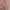 Pink choco dots layer mini dress photo 3