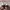Adidas Indie Casual Sneakers Wanita burgundy white photo 4