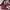 Adidas Indie Casual Sneakers Wanita burgundy white photo 2