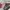 Louis Vuitton Luxury Handbag Wanita brown photo 4