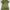 SMILE LAND Olive Green Crodd Crown Dressy Tee (L)