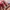 CONVERSE 80s CHUCK TAYLOR CLASSIC "RED" photo 5