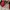 Air Jordan 1 Retro Flyknit Bred photo 3