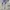 Adidas Casual Hoody Pria gray blue photo 5