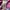 Burberry brit womens photo 7