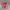 Vans authentic pink girls photo 2