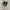 Converse jack purcell black white photo 1