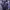 Streetwear Windbreaker Pria purple white photo 1