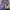 Coach Casual Shoulder bag Wanita purple photo 5