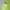 Roxy Women Green Surf Boardshorts (28) photo 6