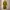 Mustard Dress photo 2