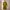 Mustard Dress