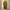 Mustard Dress photo 1