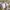 Dickies frogskin duck hunter cargo shorts pants photo 4