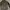 wol standar(wool)  photo 1