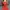 Dress wanita dress scuba motif warna merah photo 3