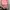 Jersey olahraga jersey wanita warna dusty pink photo 2