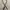 Daux leather mix canvas belt photo 1