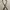 Daux Leather Mix Canvas Belt