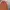 Vans Authentic OG 44 DX Anaheim Red Chilli photo 6