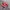 Vans Authentic OG 44 DX Anaheim Red Chilli photo 2