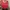 Tanktop salur tanktop wanita warna merah photo 1