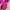 Abercrombie & Fitch Vibrant fuschia ruffled button down slev photo 6
