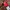 Umbro Sportswear Jersey Pria red photo 3
