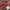 Umbro Sportswear Jersey Pria red photo 1