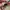 Rare Vans Authentic Classic Red Chilli photo 7