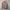 Adidas ziphoodie wanita salur photo 1