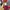 Nike Vintage Sportswear Jersey Pria navy red photo 8