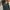 JACKET Outdoor BEAN POLE BLACK photo 6