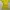 yellow mesh dress photo 3