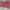 Y2K pink victoryas secret short pants photo 3