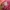 Y2K pink victoryas secret short pants photo 5
