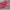 Y2K pink victoryas secret short pants photo 2
