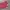 Y2K Pink Victoryas Secret Short Pants