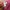 Y2K pink victoryas secret short pants photo 6