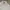 Polo Burberry Equestrian Knight White photo 1