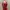 Vampy Dahlia Red Ruffle Lace Top Renda photo 2
