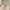 Soft Peachy Pink Ditsy Floral Chiffon Maxi Dress | Bunga photo 7